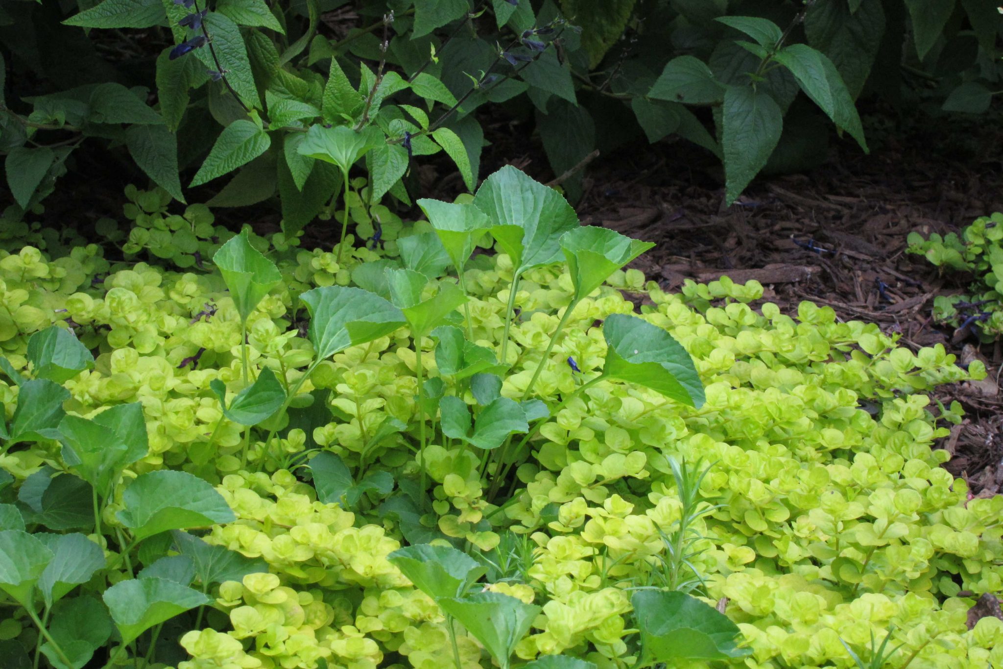 Violets and Creeping Jenny—They are a Blessing and a Curse – Earth, Sun ...