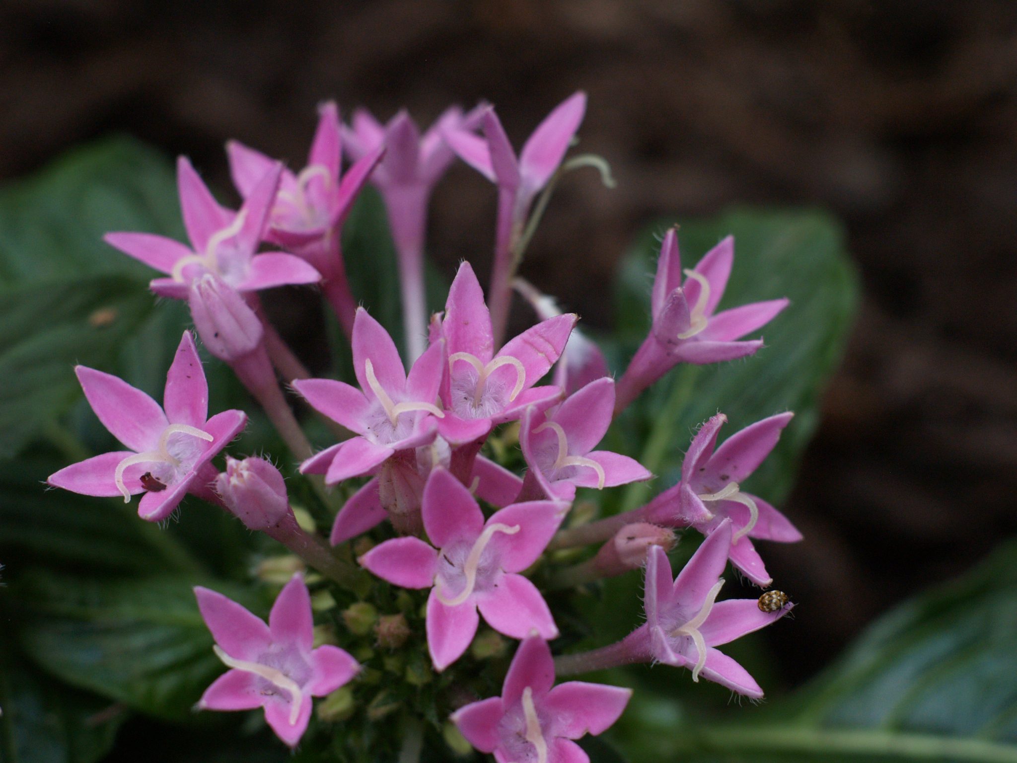 Pink Rikkor Macro Photography Surprise: Minolta Super Rokkor 50mm 1.8 (LTM) and ...